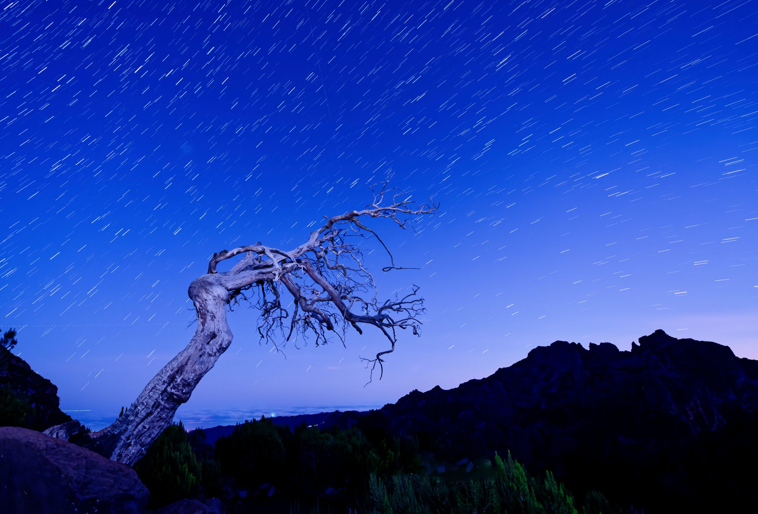 Stars with a tree in the foreground